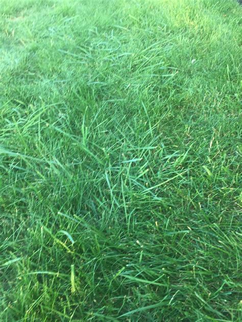 What Is This In My Grass Lawnsite™ Is The Largest And Most Active