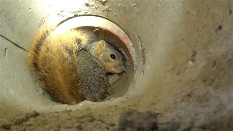 Adorable Squirrel Is Rescued From Drain Youtube