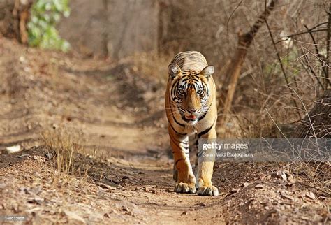 Tiger Walking On Forest Road In Ranthambhore High Res Stock Photo