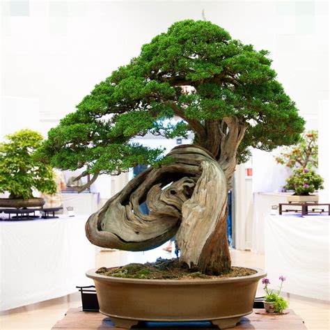 Bonsai Tree: 30+ Beautiful Redwood Bonsai For Sale Ideas