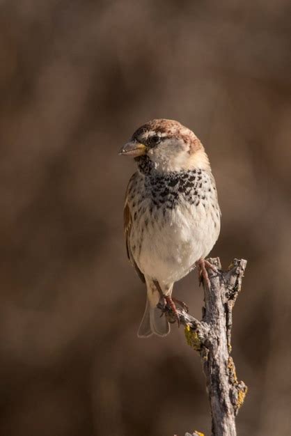 Premium Photo Passer Hispaniolensis The Moorish Sparrow Is A