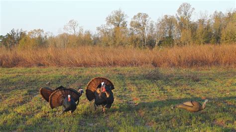 Turkey Hunting Wallpapers Top Free Turkey Hunting Backgrounds