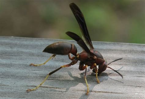 Paper Wasp Whats That Bug