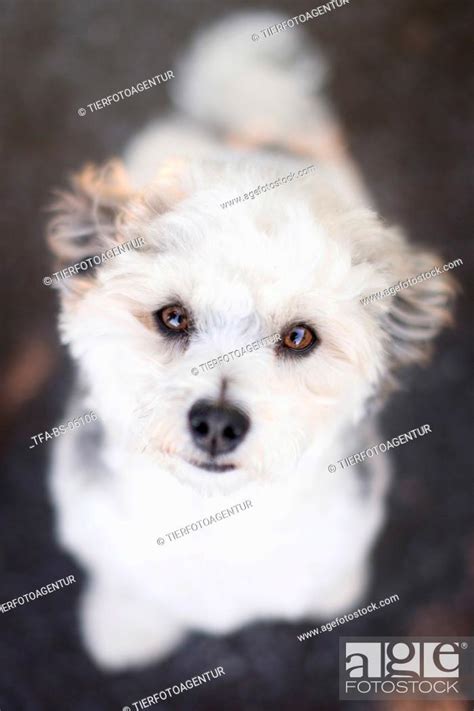 Sitting Maltese Stock Photo Picture And Rights Managed Image Pic