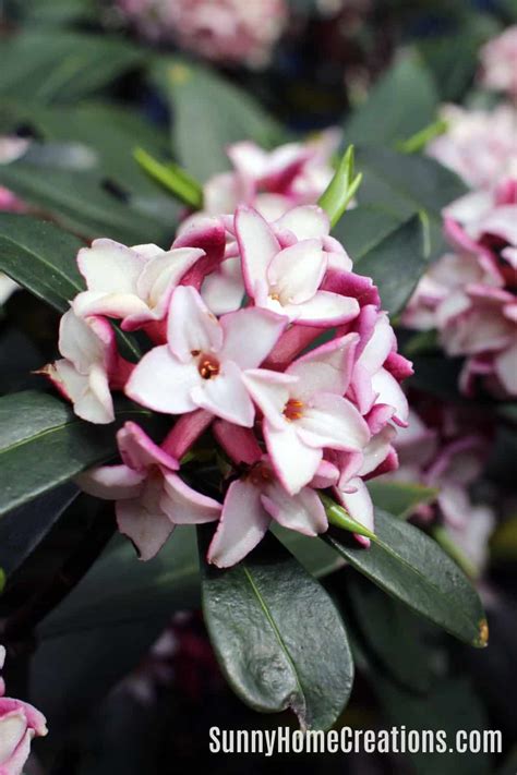 Both these types of flowers smell good, but the personal preference is a subjective issue and you will have to find out which ones you like. 11 Best Smelling Plants for Your Yard - Most Fragrant ...