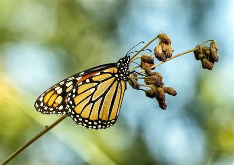 Monarch Butterfly Perched On A Plant At The Dallas Zoo In Texas Stock