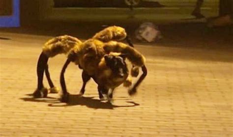 Mutant Giant Spider Dog Takes The Prank Video To New Heights