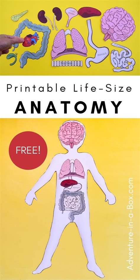 Free Printable Life-Size Organs for Studying Human Body ...