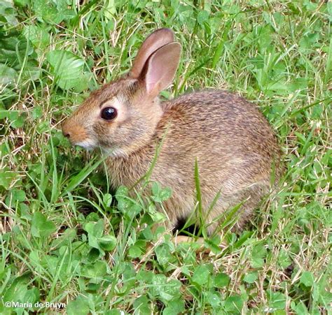 Eastern Cottontail Rabbit Project Noah