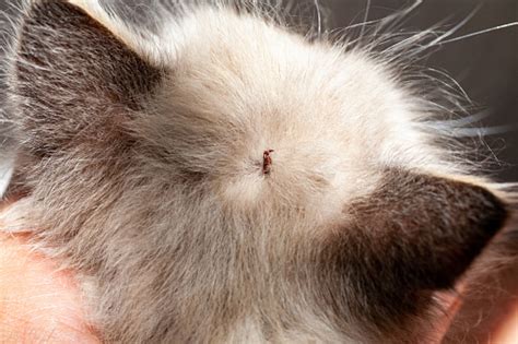 Tick On A Cats Head Cat Meme Stock Pictures And Photos