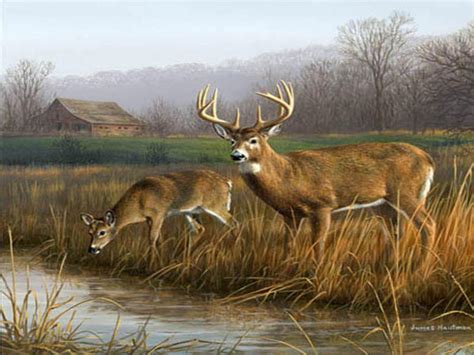Whitetail Deer Wallpaper 1920x1080