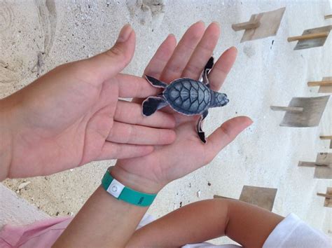 Baby Turtles Ready To Be Released Into The Ocean At The Cancun Flamingo