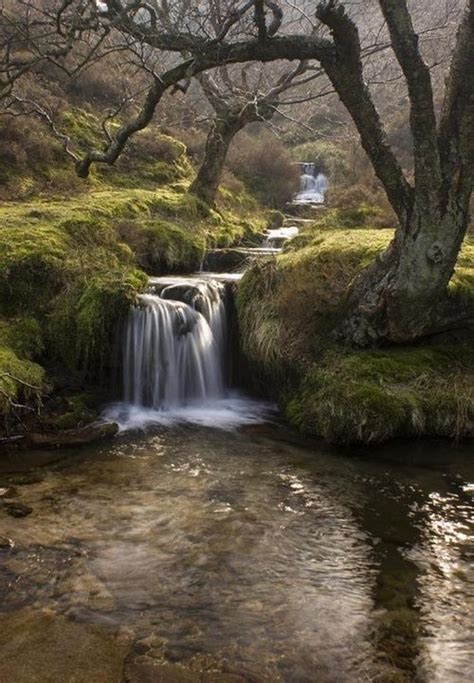 10 Best Images About Woodland On Pinterest Trees The