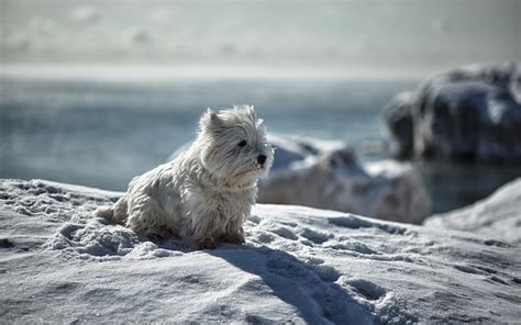 Download Wallpapers Winter Fluffy Dog White Dog Puppy Cute Animals