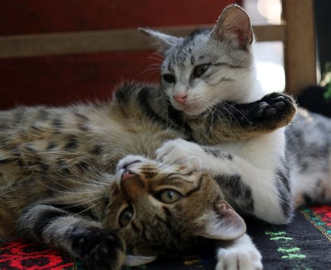 Cat Adoption Bonded Pairs Vca Animal Hospital