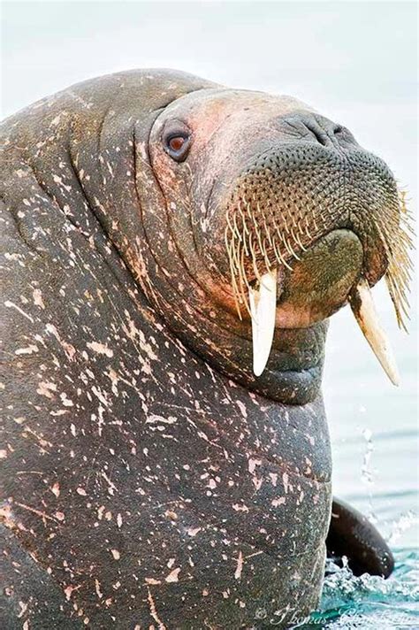 Atlantic Walrus By Thomaschamberlin Mit Bildern