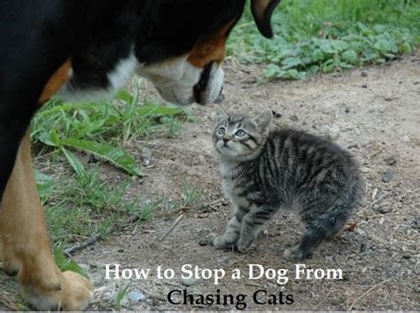 6 Ways To Stop A Dog From Chasing Cats Pethelpful