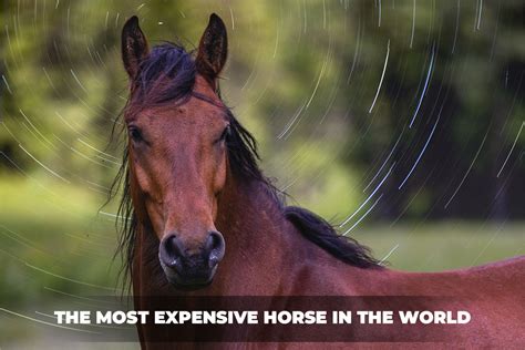 Horse Achievements What Horse Breed Is The Most Expensivehorse