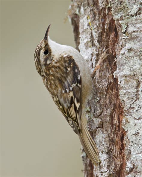 Brown Creeper Wild South
