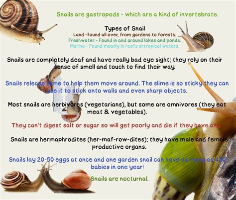 Check spelling or type a new query. Snail-Facts.jpg 700×595 pixels | Snail | Pinterest | Snail ...