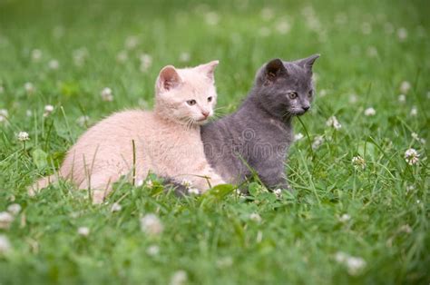 Two Kittens In The Grass Stock Photo Image Of Nature 9749382