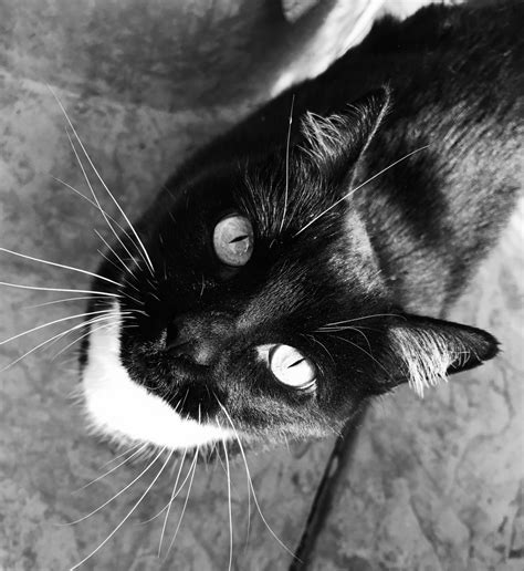 Free Images Black And White Black Cat Close Up Nose Whiskers