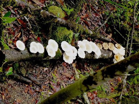 Wild White Mushrooms Photograph By Girish J Fine Art America