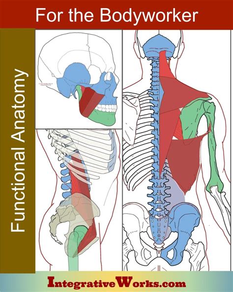 Anatomy For Massage And Bodywork Integrative Works