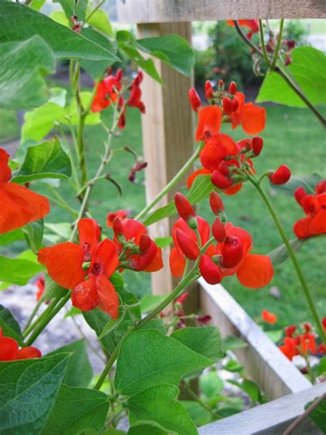 Phaseolus Coccineus Vine 1050 Seeds Scarlet Emperor Runner Bean Non