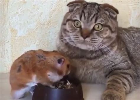 You Have To See This Cats Reaction To Hamster Eating Life With Cats