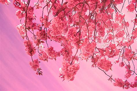 Aesthetic Computer Sakura Wallpapers Wallpaper Cave