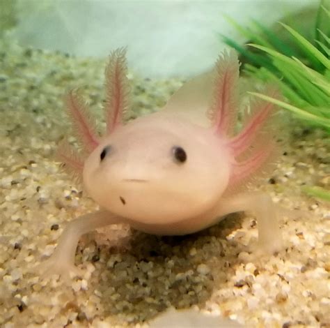 The axolotl reaches sexual maturity between 6 months and a year. Leucistic Axolotl - InvertAquatics