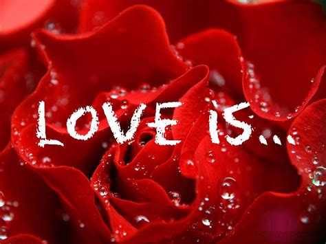 We did not find results for: Latest Red Rose Flowers Wallpapers - Entertainment Only