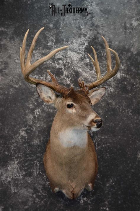 Whitetail Deer Taxidermy Shoulder Mount For Sale Sku 1604 All Taxidermy