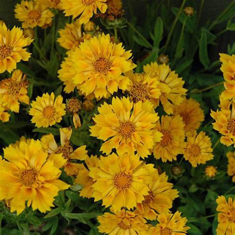 Coreopsis Jethro Tull