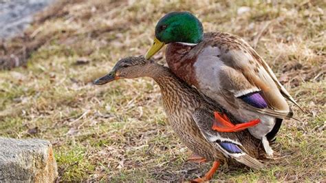 Duck Sex Truly Horrible Thing You Never Knew About Mallards
