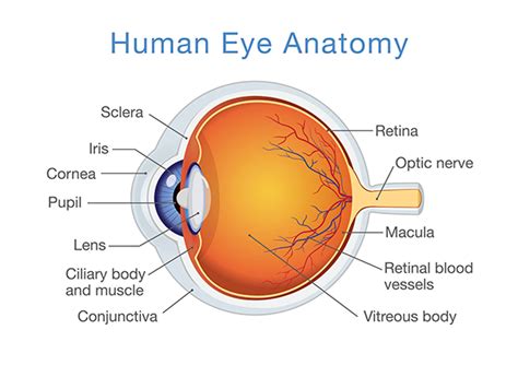 Human Eye Anatomy Ophthalmologists And Retinal Specialists
