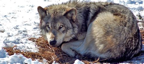 Isle Royale Wolf Returns To The Mainland The Wildlife Society