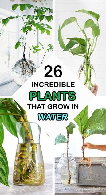 Plants That Grow In Water With The Title Saying 20 Stunning Plants