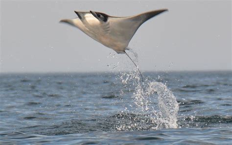 Jumping Manta Rays Underwater Creatures Ocean Creatures Beautiful