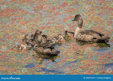 Teal Ducklings Imagen De Archivo Imagen De Amarillo 102377241