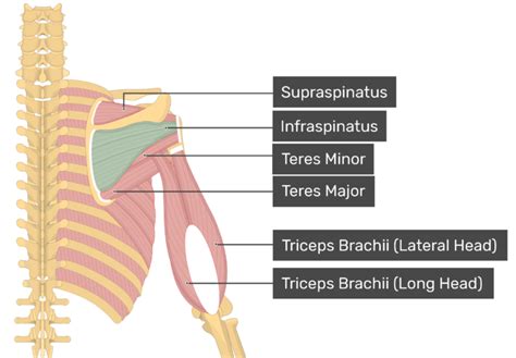Infraspinatus Muscle Attachments Actions And Innervation Getbodysmart