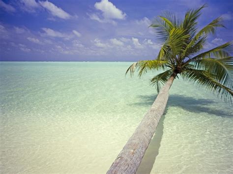 Maldives Palm Tree Wallpaper Free Hd Downloads