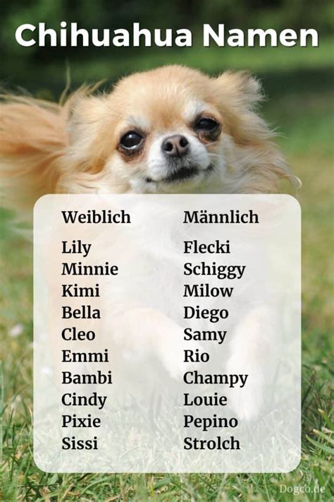 Chihuahua Namen 20 Süße Hundenamen Für Weibchen Und Rüden