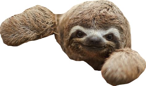 Free Sloth Transparent Background Download Free Sloth Transparent
