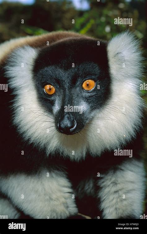 Schwarz Und Wei Ruffed Lemur Varecia Variegata Variegata Portr T