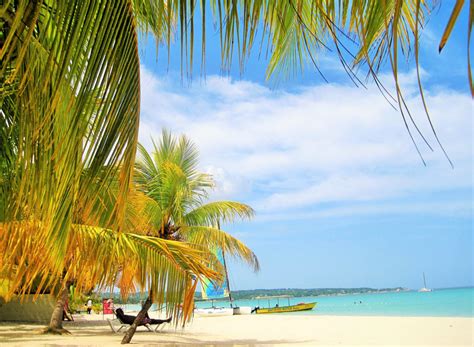Tropical Trees And Beach And Jamaica Image Free Stock Photo Public