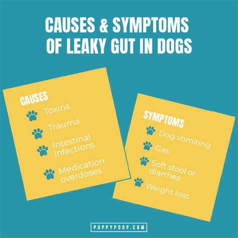 How To Treat Leaky Gut In Dogs Before It Leads To Serious Health Issues