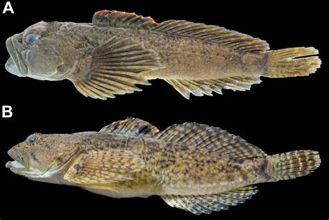 What Are You Doing Here A Sculpin Endemic To Arkansas And Missouri