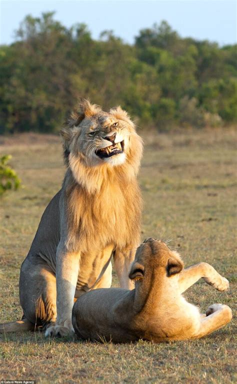 Funny Face Expression Of A Lion Proudly Mating With His Lioness Earth